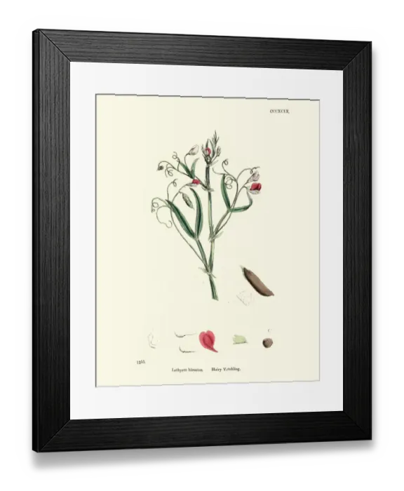 Framed Print : Flora, Lathyrus hirsutus, Caley pea, hairy vetchling Framed Print : Flora, Lathyrus hirsutus, Caley pea, hairy vetchling
