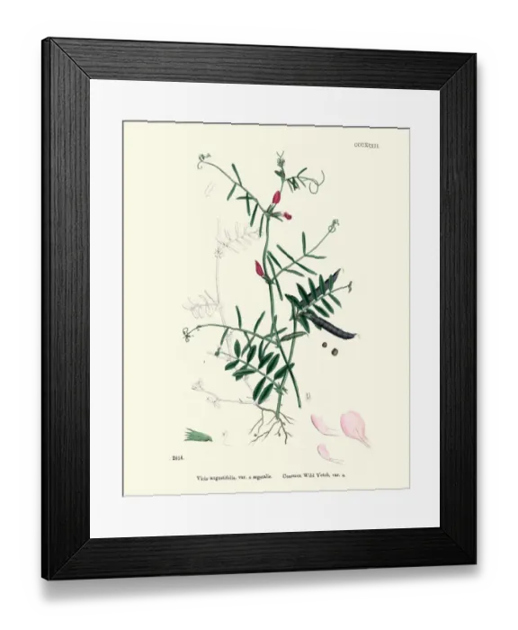 Framed Print : Natural History, Flora, Vicia angustifolia, Common wild Vetch Framed Print : Natural History, Flora, Vicia angustifolia, Common wild Vetch