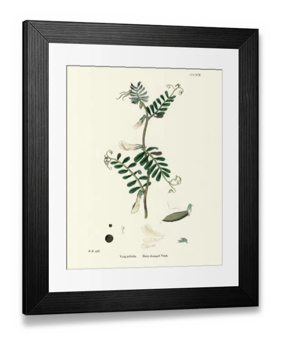 Framed Print : Natural History, Flora, Vicia hybrida, Hairy flowered Vetch