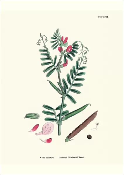 Natural History, Flora, Vicia eu-sativa, Common cultivated Vetch