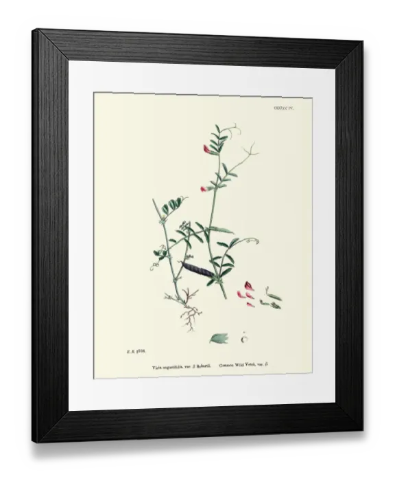 Framed Print : Natural History, Flora, Vicia angustifolia, Common wild Vetch Framed Print : Natural History, Flora, Vicia angustifolia, Common wild Vetch