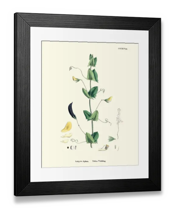 Framed Print : Natural History, Flora, Vicia Aphaca, Yellow Vetchling Framed Print : Natural History, Flora, Vicia Aphaca, Yellow Vetchling