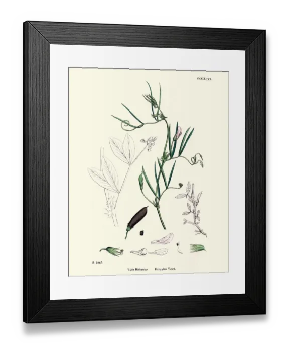 Framed Print : Natural History, Flora, Vicia bithynica, Bithynian Vetch Framed Print : Natural History, Flora, Vicia bithynica, Bithynian Vetch
