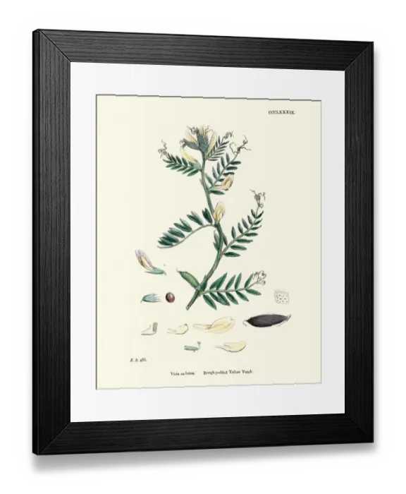 Framed Print : Natural History, Flora, Rough podded Yellow Vetch Framed Print : Natural History, Flora, Rough podded Yellow Vetch