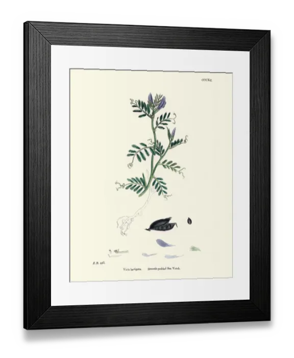 Framed Print : Natural History, Flora, vicia laevigata, smooth podded sea vetch Framed Print : Natural History, Flora, vicia laevigata, smooth podded sea vetch