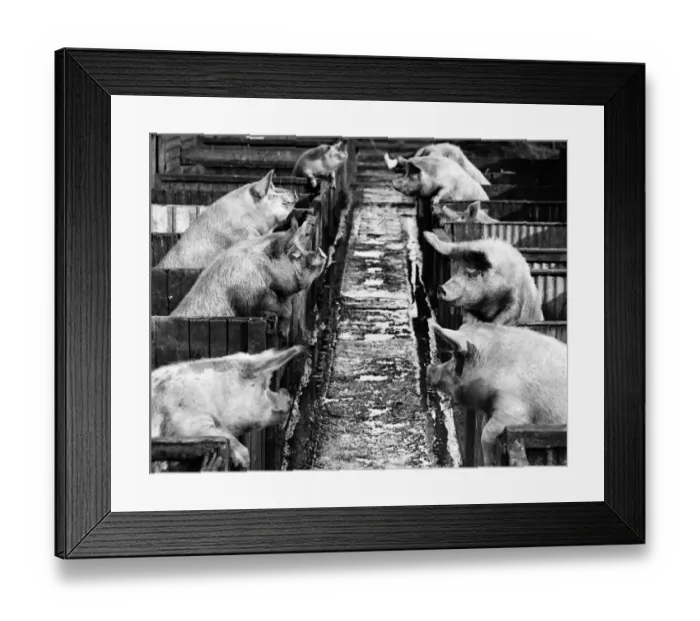 Framed Print : Pig Sty Gossip 1940 Framed Print : Pig Sty Gossip 1940