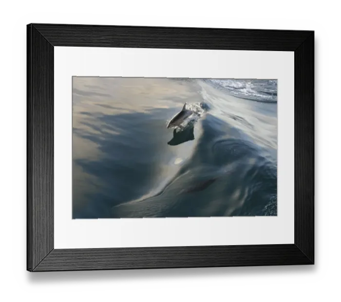 Framed Print : Dolphin (Delphinidae) skimming a wave