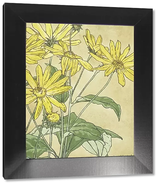 Sunflowers (possibly Jerusalem Artichoke) by Hannah Borger Overbeck