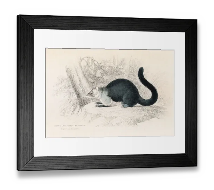 Framed Print : South American coati engraving 1855 Framed Print : South American coati engraving 1855