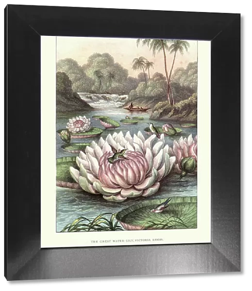 The Great Water lily, Victoria amazonica, 19th Century