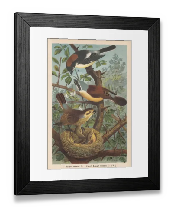 Framed Print : Woodchat shrike and Red-backed shrike, chromolithograph, published in 1896 Framed Print : Woodchat shrike and Red-backed shrike, chromolithograph, published in 1896