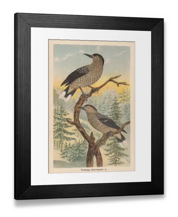 Framed Print : Spotted nutcracker (Nucifraga caryocatactes), chromolithograph, published in 1896 Framed Print : Spotted nutcracker (Nucifraga caryocatactes), chromolithograph, published in 1896