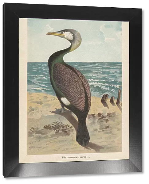 Great cormorant (Phalacrocorax carbo), chromolithograph, published in 1896