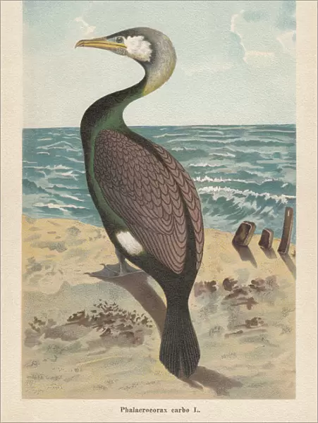 Great cormorant (Phalacrocorax carbo), chromolithograph, published in 1896