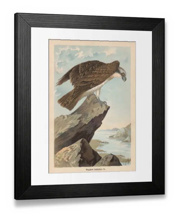 Framed Print : Osprey (Pandion haliaetus), chromolithograph, published in 1896 Framed Print : Osprey (Pandion haliaetus), chromolithograph, published in 1896