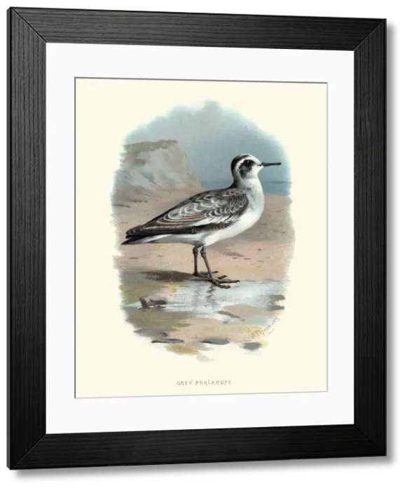 Framed Print : Natural History, Birds, grey phalarope (Phalaropus fulicarius)