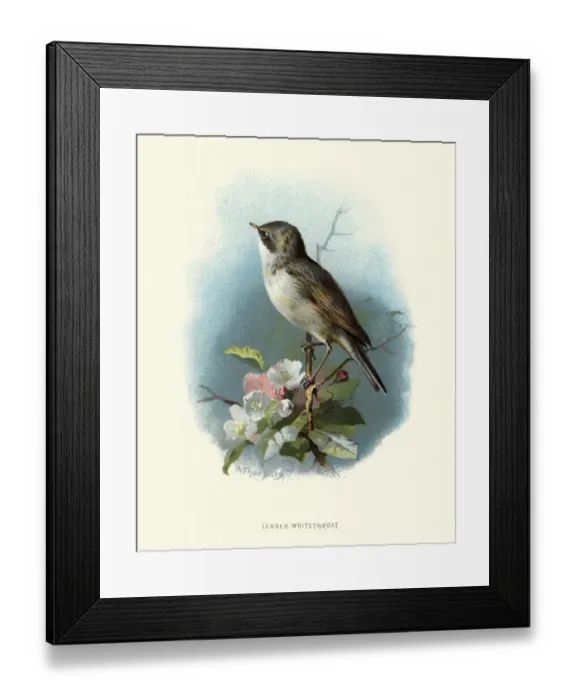 Framed Print : Natural History, Birds, lesser whitethroat (Sylvia curruca)