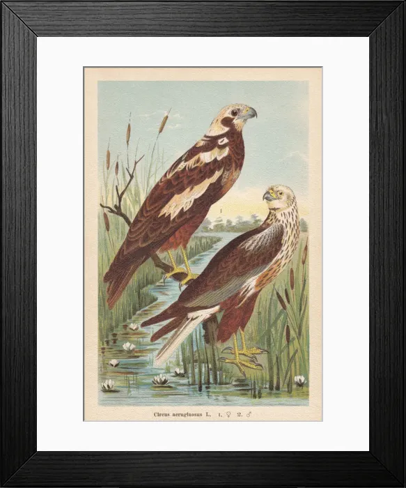 Framed Print : Western marsh harrier (Circus aeruginosus), chromolithograph, published in 1896 Framed Print : Western marsh harrier (Circus aeruginosus), chromolithograph, published in 1896