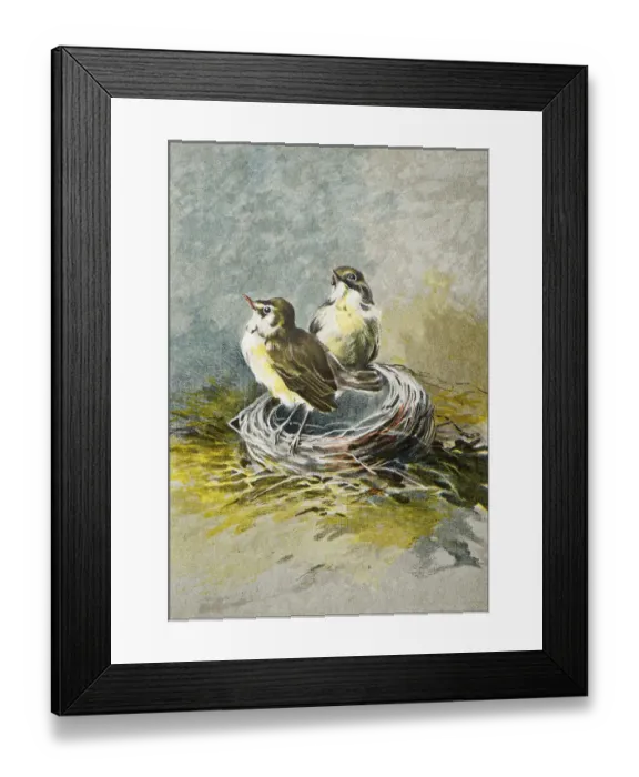 Framed Print : Antique illustration: Birds Framed Print : Antique illustration: Birds