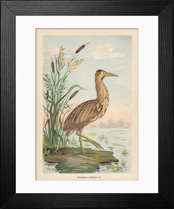 Framed Print : Eurasian bittern (Botaurus stellaris), chromolithograph, published in 1896 Framed Print : Eurasian bittern (Botaurus stellaris), chromolithograph, published in 1896