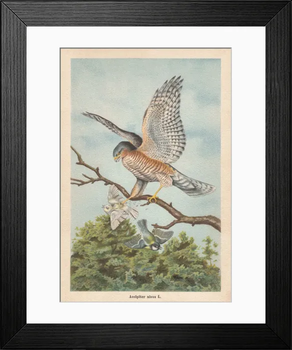 Framed Print : Eurasian sparrowhawk (Accipiter nisus), chromolithograph, published in 1896 Framed Print : Eurasian sparrowhawk (Accipiter nisus), chromolithograph, published in 1896