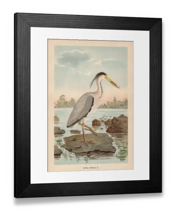 Framed Print : Grey heron (Ardea cinerea), chromolithograph, published in 1896 Framed Print : Grey heron (Ardea cinerea), chromolithograph, published in 1896