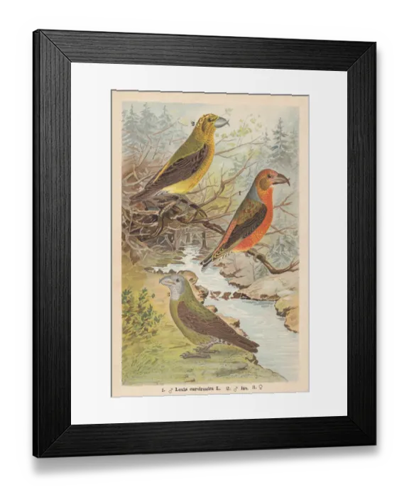 Framed Print : Red crossbill (Loxia curvirostra), chromolithograph, publishe in 1896 Framed Print : Red crossbill (Loxia curvirostra), chromolithograph, publishe in 1896