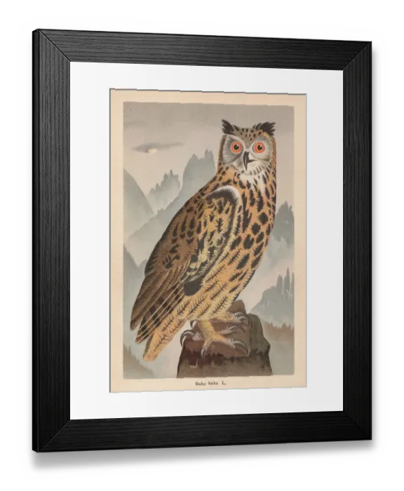 Framed Print : Eurasian eagle-owl (Bubo bubo), chromolithograph, published in 1896 Framed Print : Eurasian eagle-owl (Bubo bubo), chromolithograph, published in 1896