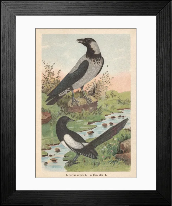 Framed Print : Hooded crow and Eurasian magpie, chromolithograph, published in 1896 Framed Print : Hooded crow and Eurasian magpie, chromolithograph, published in 1896