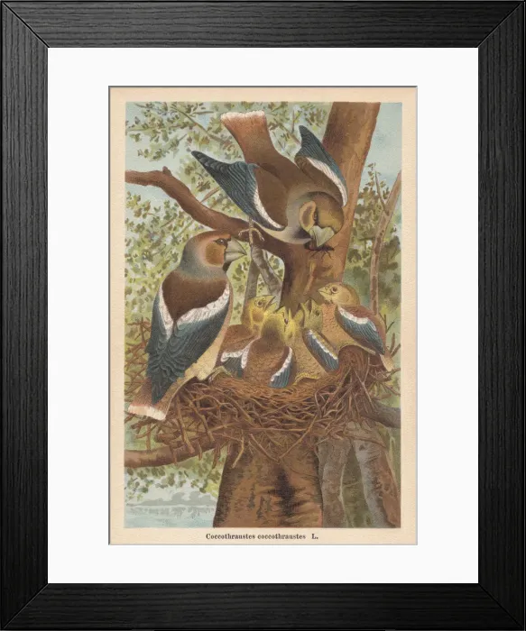 Framed Print : Hawfinch (Coccothraustes coccothraustes), chromolithograph, published in 1896 Framed Print : Hawfinch (Coccothraustes coccothraustes), chromolithograph, published in 1896