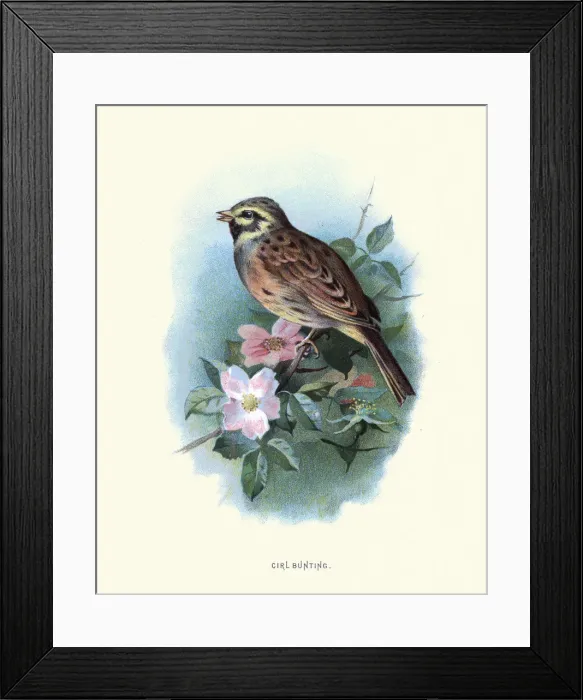 Framed Print : Birds, cirl bunting (Emberiza cirlus), passerine bird Framed Print : Birds, cirl bunting (Emberiza cirlus), passerine bird