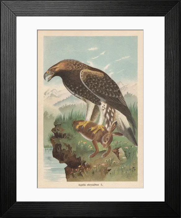 Framed Print : Golden eagle (Aquila chrysaetos), chromolithograph, published in 1896 Framed Print : Golden eagle (Aquila chrysaetos), chromolithograph, published in 1896