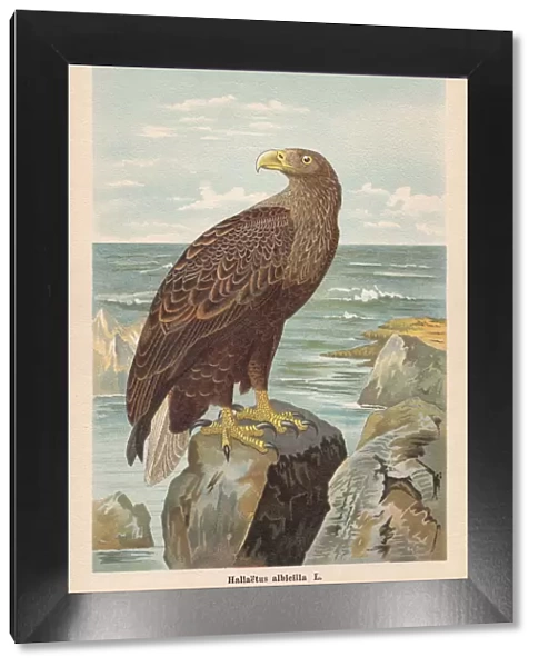 White-tailed eagle (Haliaeetus albicilla), chromolithograph, published in 1896