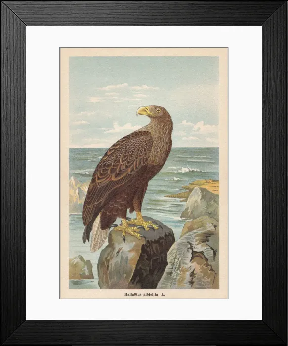 Framed Print : White-tailed eagle (Haliaeetus albicilla), chromolithograph, published in 1896