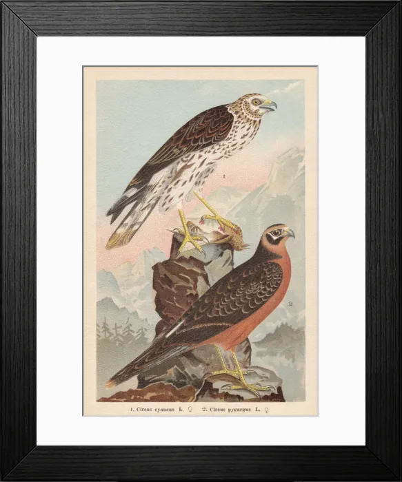 Framed Print : Hen harrier and Montagus harrier, chromolithograph, published in 1896 Framed Print : Hen harrier and Montagus harrier, chromolithograph, published in 1896