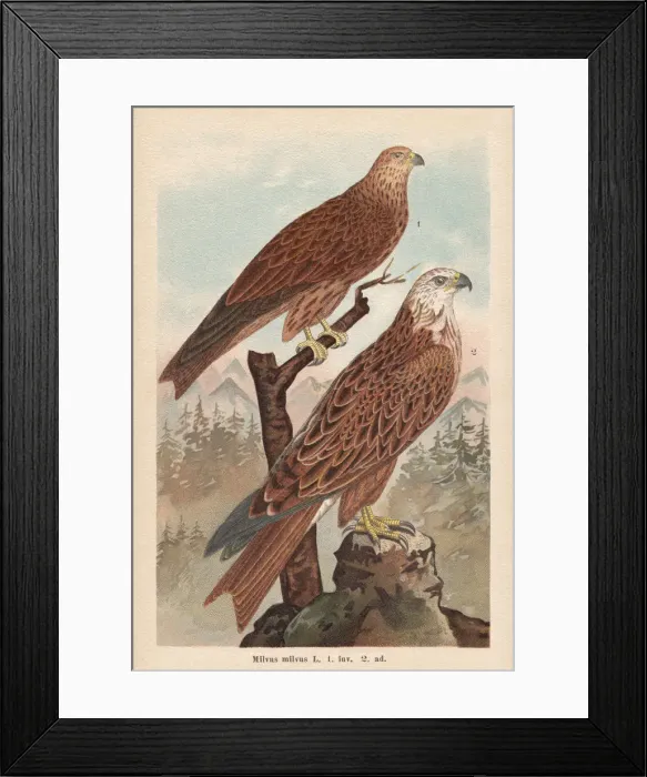 Framed Print : Red kite (Milvus milvus), chromolithograph, published in 1896