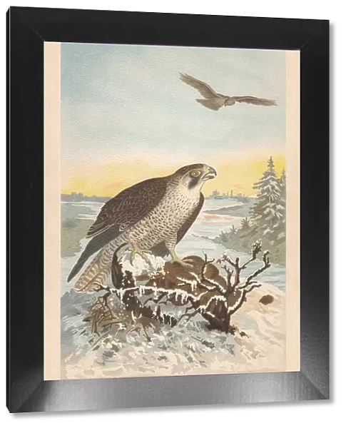 Peregrine falcon (Falco peregrinus), chromolithograph, published in 1896