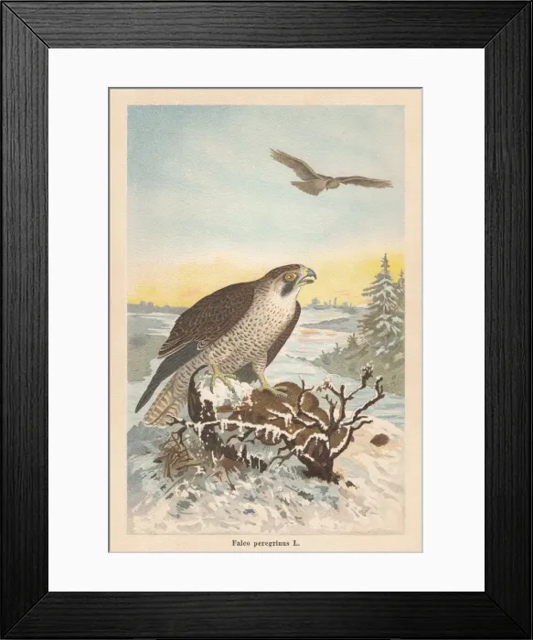 Framed Print : Peregrine falcon (Falco peregrinus), chromolithograph, published in 1896 Framed Print : Peregrine falcon (Falco peregrinus), chromolithograph, published in 1896