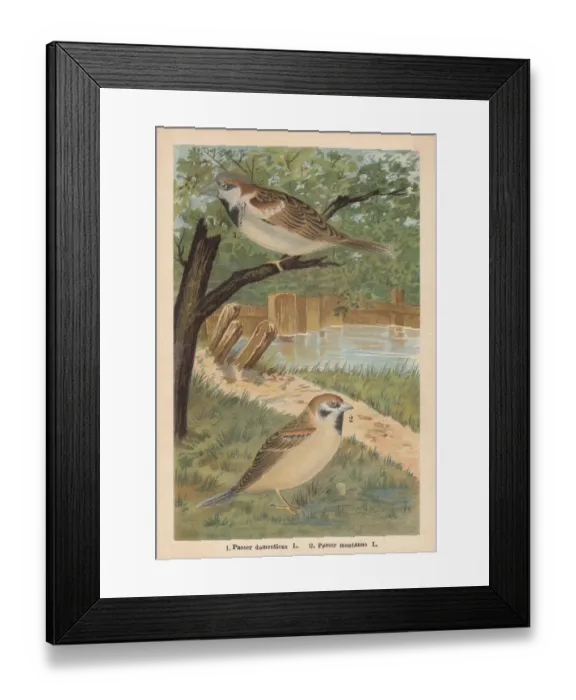 Framed Print : House sparrow and Eurasian tree sparrow, chromolithograph, published in 1896 Framed Print : House sparrow and Eurasian tree sparrow, chromolithograph, published in 1896
