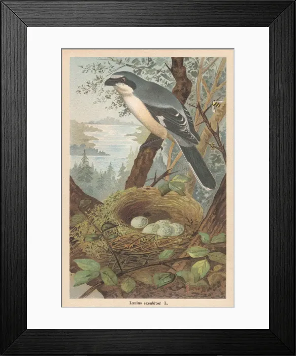 Framed Print : Great grey shrike (Lanius excubitor), chromolithograph, published in 1896 Framed Print : Great grey shrike (Lanius excubitor), chromolithograph, published in 1896