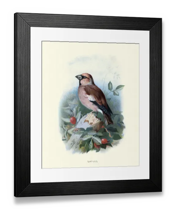 Framed Print : Birds, hawfinch (Coccothraustes coccothraustes), passerine bird Framed Print : Birds, hawfinch (Coccothraustes coccothraustes), passerine bird