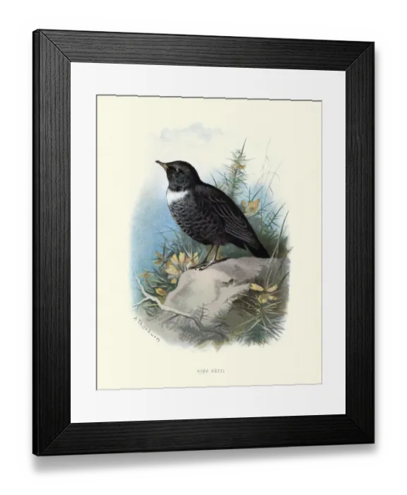 Framed Print : Birds, Ring ouzel (Turdus torquatus) Framed Print : Birds, Ring ouzel (Turdus torquatus)