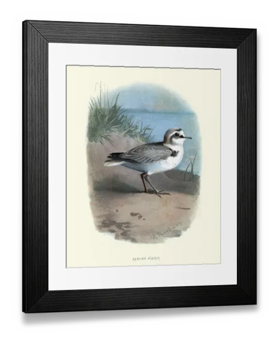 Framed Print : Birds, Kentish plover (Charadrius alexandrinus) Framed Print : Birds, Kentish plover (Charadrius alexandrinus)
