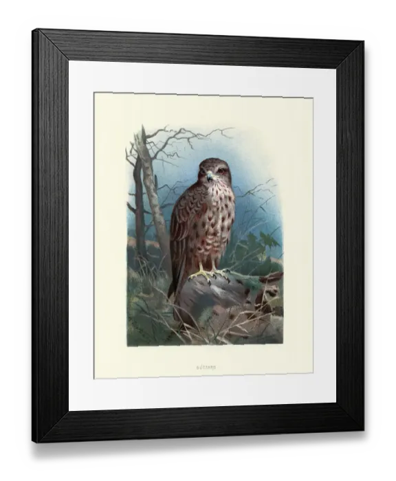 Framed Print : Birds, common buzzard (Buteo buteo), bird of prey Framed Print : Birds, common buzzard (Buteo buteo), bird of prey