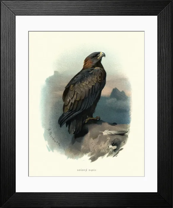 Framed Print : Wildlife, Birds, golden eagle (Aquila chrysaetos) Framed Print : Wildlife, Birds, golden eagle (Aquila chrysaetos)