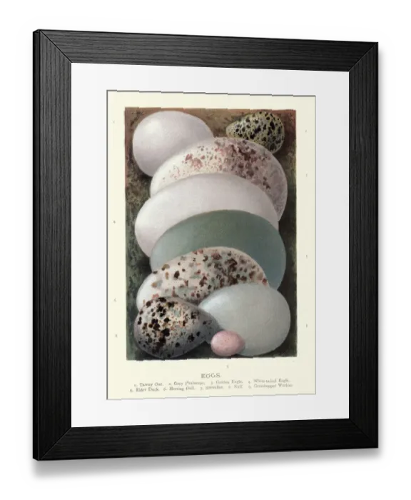 Framed Print : Birds eggs, Tawny owl, Grey Phalarope, Golden eagle, White-tailed eagle Framed Print : Birds eggs, Tawny owl, Grey Phalarope, Golden eagle, White-tailed eagle