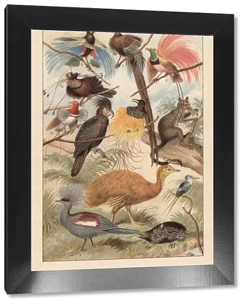 Wildlife of New Guinea, chromolithograph, published in 1895