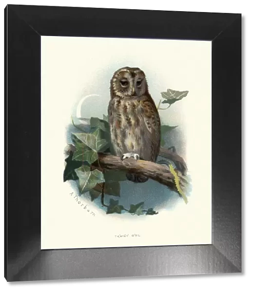Wildlife, Birds, tawny owl or brown owl (Strix aluco)