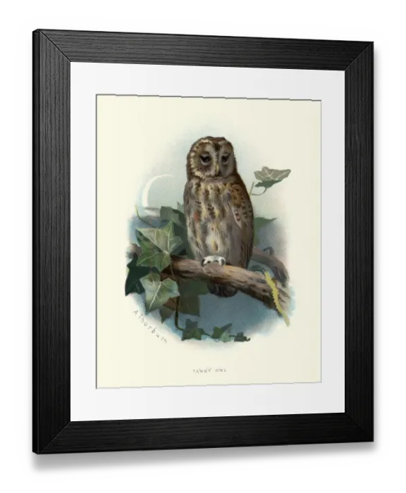 Framed Print : Wildlife, Birds, tawny owl or brown owl (Strix aluco)