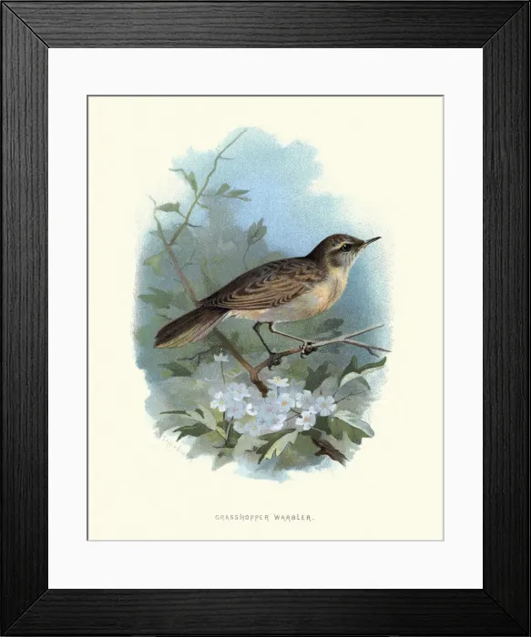 Framed Print : Wildlife, Birds, common grasshopper warbler (Locustella naevia) Framed Print : Wildlife, Birds, common grasshopper warbler (Locustella naevia)